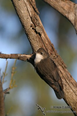 White-throated Treecreeper 6437.jpg