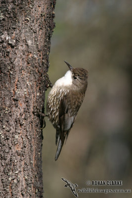 White-throated Treecreeper 6743.jpg