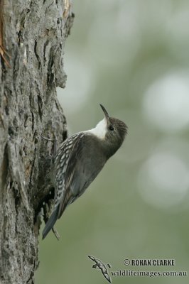 White-throated Treecreeper 6863.jpg