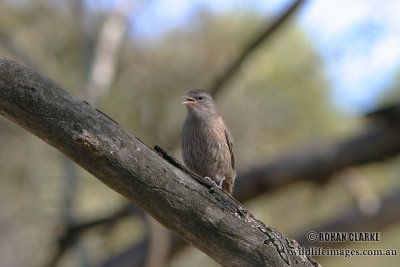 Brown Treecreeper 2362.jpg