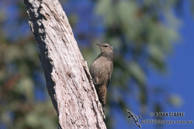 Brown Treecreeper 3702.jpg