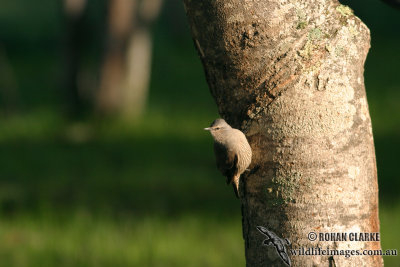 Brown Treecreeper 6258.jpg