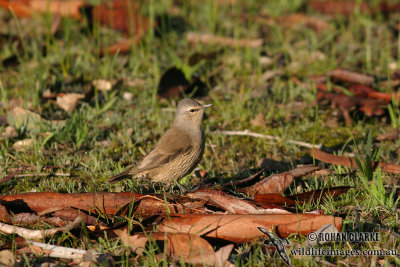 Brown Treecreeper 6263.jpg