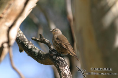 Brown Treecreeper 6332.jpg