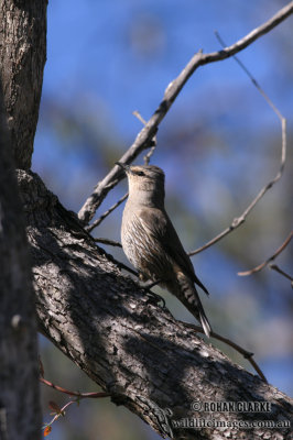 Brown Treecreeper 7798.jpg