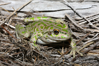 Spot-thighed Frog - Litoria cyclorhyncha 1135