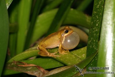 Brown Tree Frog - Litoria ewingi