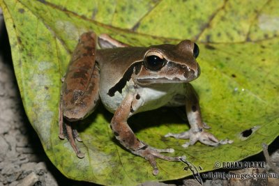Northern Stony Creek Tree Frog - Litoria jungguy