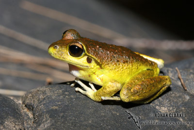 Rocky River Tree Frog - Litoria lesueuri