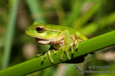 Southern Leaf-green Tree Frog - Litoria nudidigita