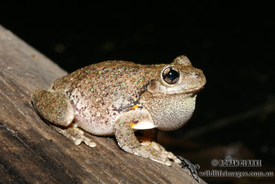 Peron's Tree Frog - Litoria peronii