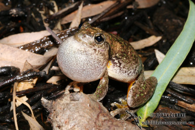 Litoria peronii 2341.jpg