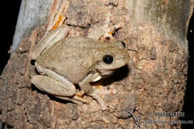 Litoria peronii 2451.jpg