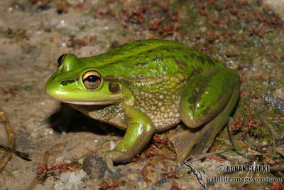 Growling Grass Frog - Litoria raniformis