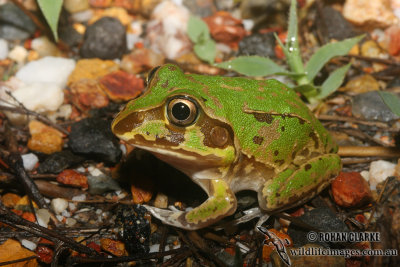 New Holland Burrowing Frog - Cyclorana novaehollandiae