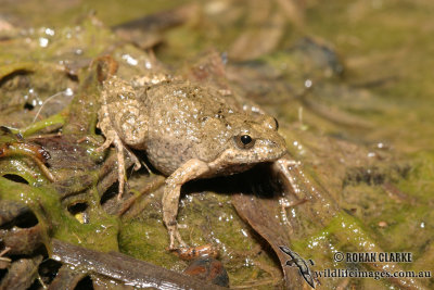 Beeping Froglet - Crinia parinsignifera