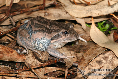 Limnodynastes dumerilii 7241.jpg