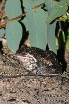 Limnodynastes dumerilii 7926.jpg