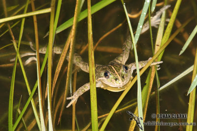 Limnodynastes tasmaniensis 6984.jpg