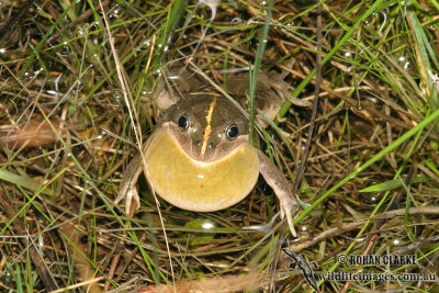 Spotted Marsh Frog - Limnodynastes tasmaniensis
