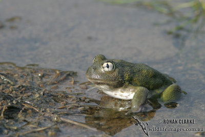 Neobatrachus sudelli 5962.jpg