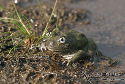 Neobatrachus sudelli 5969.jpg