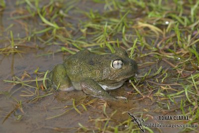 Neobatrachus sudelli 5987.jpg