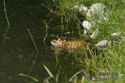 Neobatrachus sudelli 6482.jpg