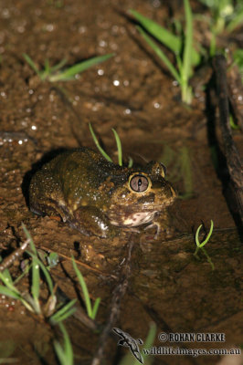 Neobatrachus sudelli 6950.jpg