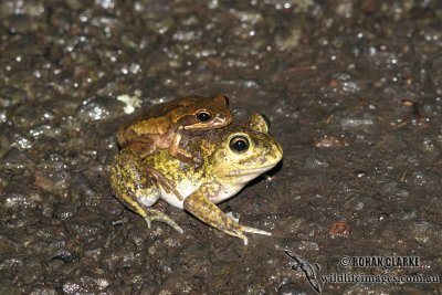 Neobatrachus sudelli 7005.jpg