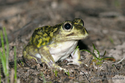 Sudell's Spadefoot - Neobatrachus sudelli