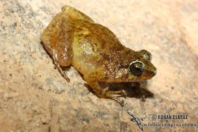 Black Mountain Frog - Cophixalus saxatilis