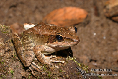 True Frogs - Rana dameli (Wood Frog)