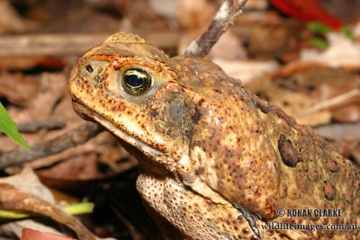 Toads - Bufo marinus (Cane Toad)