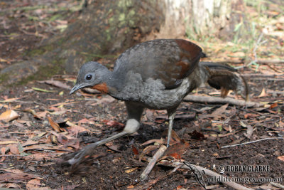 Superb Lyrebird 5798.jpg