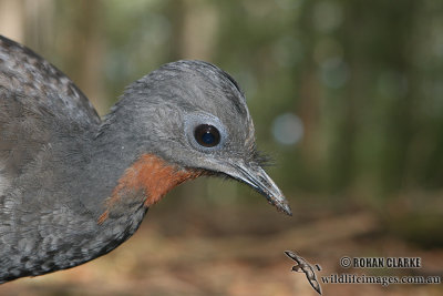 Superb Lyrebird 5812.jpg