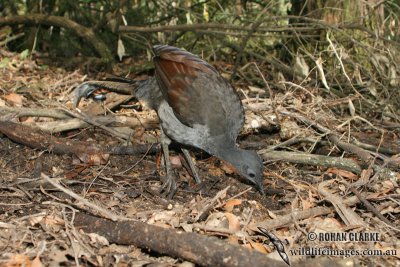 Superb Lyrebird 5899.jpg
