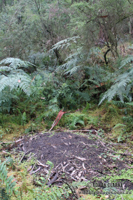 Superb Lyrebird 5984.jpg