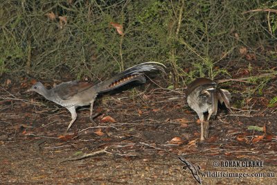 Superb Lyrebird 6128.jpg