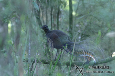 Superb Lyrebird 6553.jpg