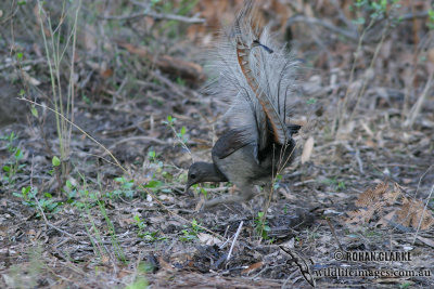 Superb Lyrebird 6585.jpg