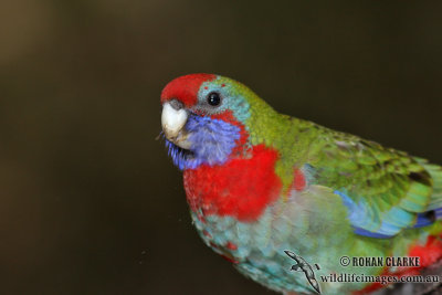 Crimson Rosella 5985.jpg