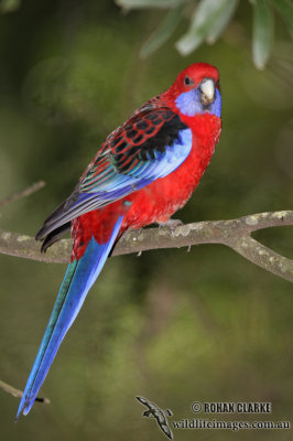 Crimson Rosella 5991.jpg