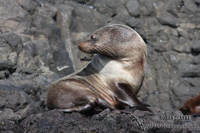 Australian Fur-Seal 5161.jpg