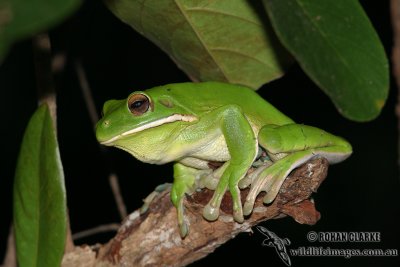 White-lipped Tree Frog - Litoria infrafrenata