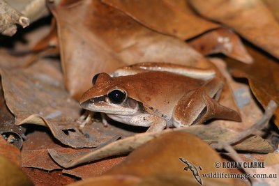 Tawny Rocket Frog - Litoria nigrofrenata
