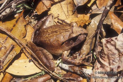 Northern Barred Frog - Mixophyes schevilli