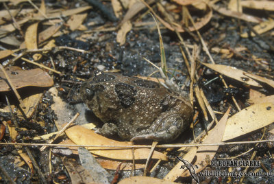 Northern Spadefoot Toad - Notaden melanoscaphus