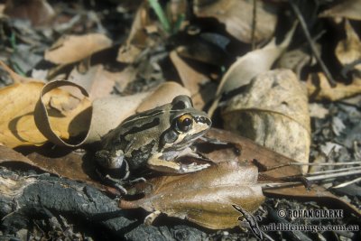 Superb Collared Frog - Cyclorana brevipes