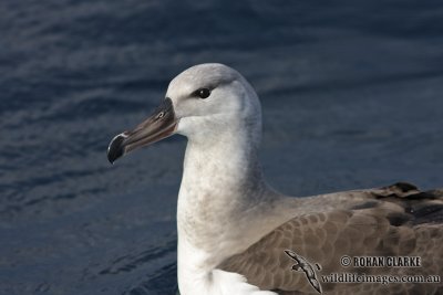 Black-browed Albatross 6210.jpg